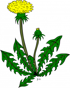 dandelion, flower, yellow